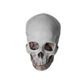 Human Anatomical Model Medicine Skull Human Anatomical Anatomy Head Studying Anatomy Teaching Supplies Home Placement Collection
