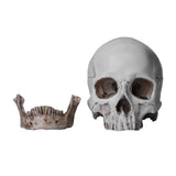 Human Anatomical Model Medicine Skull Human Anatomical Anatomy Head Studying Anatomy Teaching Supplies Home Placement Collection