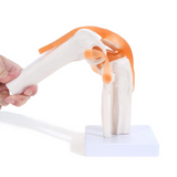 Improved Anatomical Knee Joint with Ligaments Model, Human 1:1 Life Size B