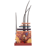 4D Human Skin Model Hair Organs Assembling Puzzle Model Teaching Model Manikin Science Anatomical Model