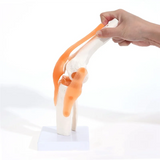 Improved Anatomical Knee Joint with Ligaments Model, Human 1:1 Life Size B