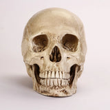 Human Anatomical Model Medicine Skull Human Anatomical Anatomy Head Studying Anatomy Teaching Supplies Home Placement Collection