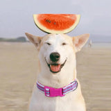 Small Dog Collar Adjustable Dog Collar With Safety Buckle Pet Supplies For Dogs Pet Collar With Metal D Buckle For Small Dogs