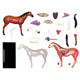 Animal Organ 4D Horse Intelligence Assembling Toy Teaching Anatomy Model DIY Appliances