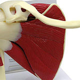 Human Right Shoulder Joint Muscle Model, Doctor Office and Classroom Anatomy Model