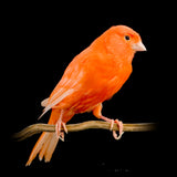 Budgerigar aw Red Factor Live Yorkshire Canary Birds, Goldfinches Gouldian Finches Canary, Bird Accessories