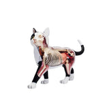 Animal Organ 4D Intelligence Assembling Toy Teaching Anatomy Model DIY Appliances