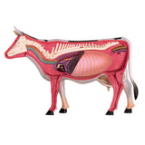 Animal Organ 4D Cow Intelligence Assembg Toy Teaching Anatomy Model DIY Popular Science Appliances