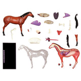 Animal Organ 4D Horse Intelligence Assembg Toy Teaching Anatomy Model DIY Popular Science Appliances