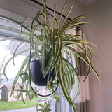 2 Pack Planters For Indoor & Outdoor With 6 Inch Pot Hanging Holder, Plant Hanger