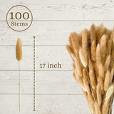 100 Stems Natural Dried Bunny Rabbit Tail Grass, Small Pampas Grass For Boho Decor, Wedding Bouquets