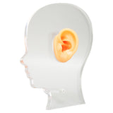 Ear Model Ear Display Mould Flexible Waterproof Silicone Soft for Hospital