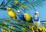 Budgerigar aw Red Factor Live Yorkshire Canary Birds, Goldfinches Gouldian Finches Canary, Bird Accessories