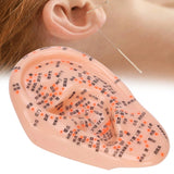 Human with Acupuncture Points Ear Massage Model For Home Teaching Training Use PVC Material Safe Healthy