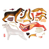 Dog Puzzle Assembling Toy Animal Biology Organ Anatomical Veterinarian Teaching Model
