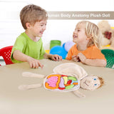 Kids Assembled Organs Toy Human Body Anatomy Plush Doll Science Teaching Aids Tool Educational Toys