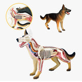 Dog Puzzle Assembling Toy Animal Biology Organ Anatomical Veterinarian Teaching Model