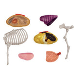 Animal Organ 4D Cow Intelligence Assembg Toy Teaching Anatomy Model DIY Popular Science Appliances