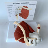 Human Right Shoulder Joint Muscle Model, Doctor Office and Classroom Anatomy Model
