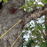 48 Portable High Reach Tree Hand Rope Chain Saw Blades On Both Side