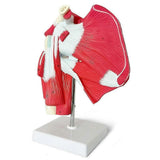 Muscled Shoulder Joint Model - Shows Complete Shoulder Musculature From Rotator Cuff to Subscapularis Muscles JP