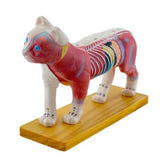 Cat Anatomy Model for Acupuncture and Moxibustion, Animal Anatomy Model Cat Anatomy Model Organs Teaching Prop