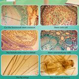 Mobile Phone Microscope HD Camera Fill Light Small Mini Miniature 400X Times Lens for Iphone 11 Pro Max Etc.