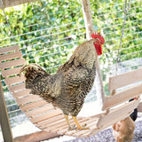 Chicken Swing Perch Natural Wood Ladder Wooden Toy Coop Accessory for Hens Birds Parrots Total Length 112cm/44.09''