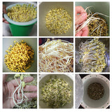 Household Bean Sprouts Making Pot Bean Sprouts Cans Sprouts Planting Barrels High Quality Bean Sprouts Breeding Pot