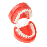 Dental Prosthesis Teeth Model Jaw Standard Typodont Demonstration Denture Teaching Model Dental Simulator Technician Tools