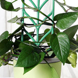 Bundle Pack Stalks Vines DIY Home Tomato Garden Leaf Shape Supports Mini Gripper Clips Climbing Trellis Vegetables Indoor Plant