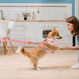 Dog harness Leash nylon Vest harness Chihuahua husky French Bulldog Teddy For Puppy dogs Chest Strap training dog supplies