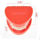 Dental Prosthesis Teeth Model Jaw Standard Typodont Demonstration Denture Teaching Model Dental Simulator Technician Tools