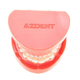 Dental Prosthesis Teeth Model Jaw Standard Typodont Demonstration Denture Teaching Model Dental Simulator Technician Tools