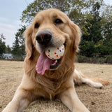 Pet Dog Toy Fetch Ball Light Chew Rubber Ball High Elastic Bite Resistance Interactive Throwing Flying Toys for Dogs Accessories