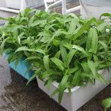 24 Holes Cultivation Pots Plant Hydroponic Box Seedling Growing Nursery Indoor Groundless System Site Garden Bubble Cabinet