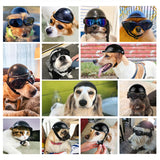 Pet Dog Helmet Motorcycle Helmet Outdoor Bike Doggy Cap for Small medium Dogs Cats Safety Protect Helmet S/M Pet Accessories