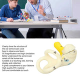 Ear Semicircular Canal Anatomical Model 5X Magnification Clear Structure Inner Ear Cochlea Model Ear Care Inner Ear Model