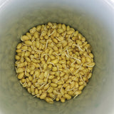 Household Bean Sprouts Making Pot Bean Sprouts Cans Sprouts Planting Barrels High Quality Bean Sprouts Breeding Pot